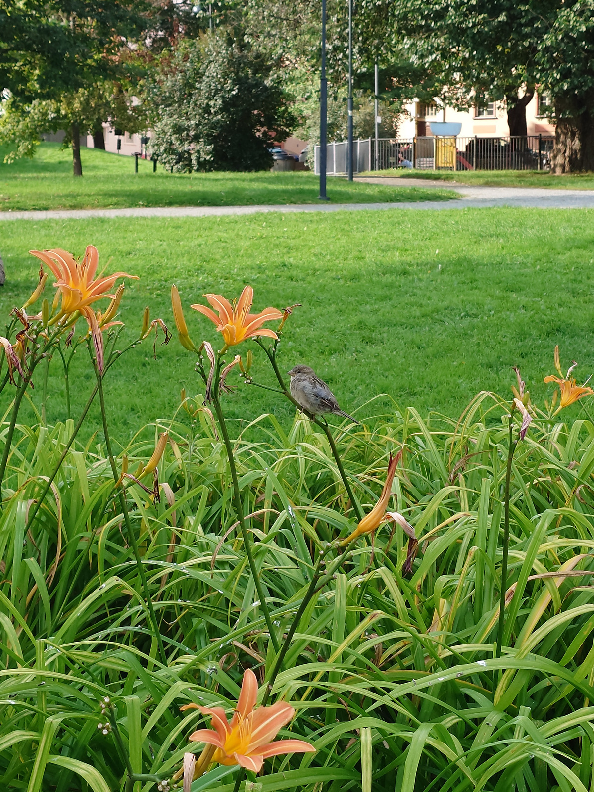 オレンジ色のヘメロカリスと鳥（公園の自然）