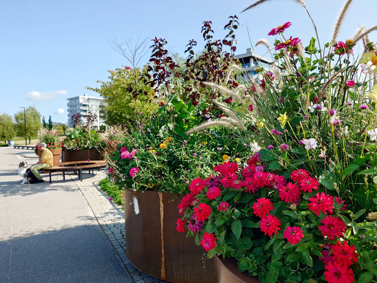 公園に置かれた赤いダリアの花壇